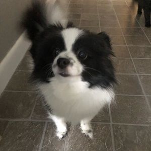 Meet your Posher, Dylan